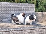 Shihtzu Yavrularımız Irkının En Iyileri