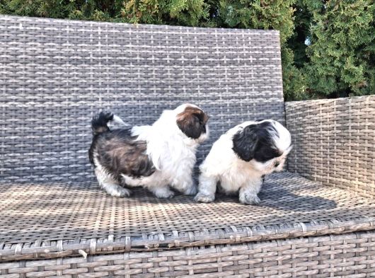 Shihtzu Yavrularımız Irkının En Iyileri görsel