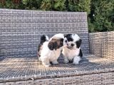 Shihtzu yavrularımız ırkının en iyileri