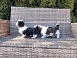 Shihtzu Yavrularımız Irkının En Iyileri
