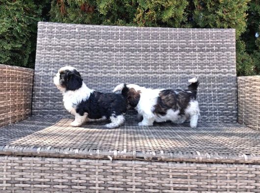 Shihtzu Yavrularımız Irkının En Iyileri görsel