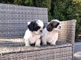 Shihtzu Yavrularımız Irkının En Iyileri