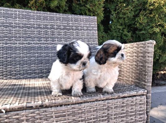 Shihtzu Yavrularımız Irkının En Iyileri görsel