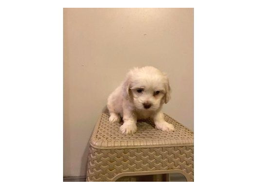 Mini Boy Maltese Yavrularımız görsel