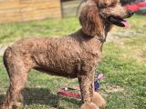 Anne Ve Bebek Dev Poodle