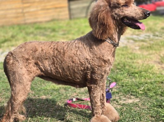 Anne Ve Bebek Dev Poodle görsel