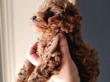 Mini Mini Boy Poodle Bebekler