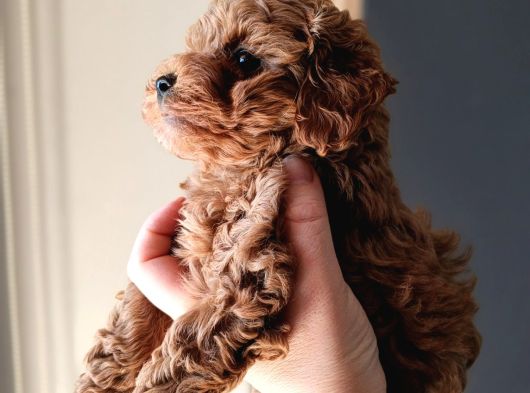 Mini Mini Boy Poodle Bebekler görsel