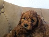 Mini Mini Boy Poodle Bebekler