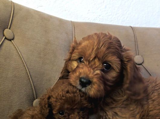 Mini Mini Boy Poodle Bebekler görsel