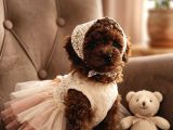 Mini mini boy poodle bebekler
