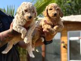 Anne ve Bebek Dev Poodle