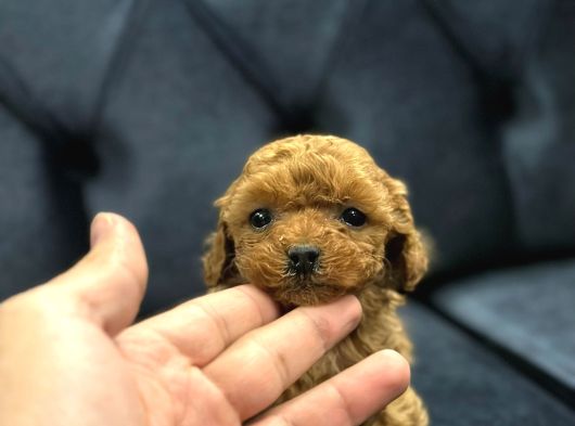 Safkan Toy Poodle Yavrularımız
