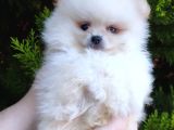 Pomeranian Boo Yavrularımız Yeni Yuvalarını Arıyor