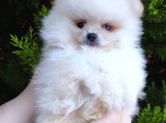 Pomeranian Boo Yavrularımız Yeni Yuvalarını Arıyor görsel