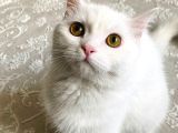 Ücretsiz Sahiplendirme Kizimiza Tatli Bi̇r Yuva Ariyoruz