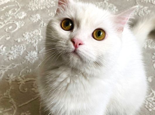 Ücretsiz Sahiplendirme Kizimiza Tatli Bi̇r Yuva Ariyoruz görsel