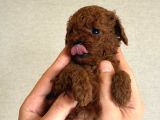 Kore Poodle Babby