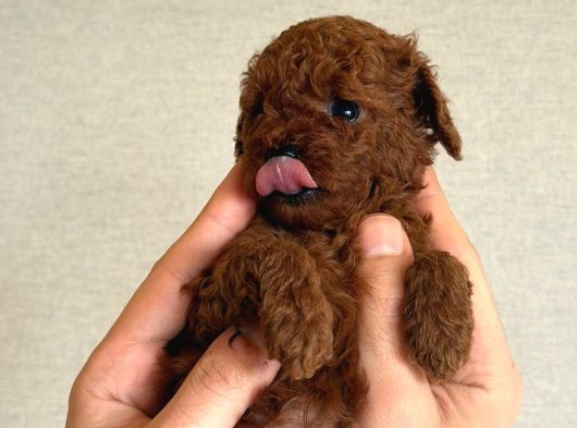 Kore Poodle Babby görsel