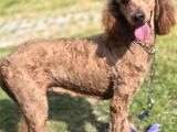 Anne Ve Bebek Dev Poodle