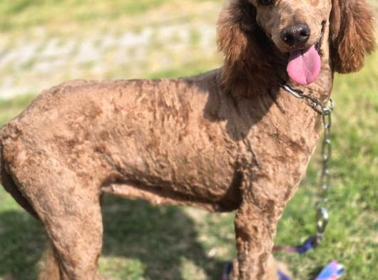 Anne Ve Bebek Dev Poodle görsel