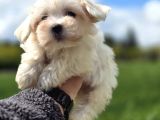 Mini Boy Maltese Terrier