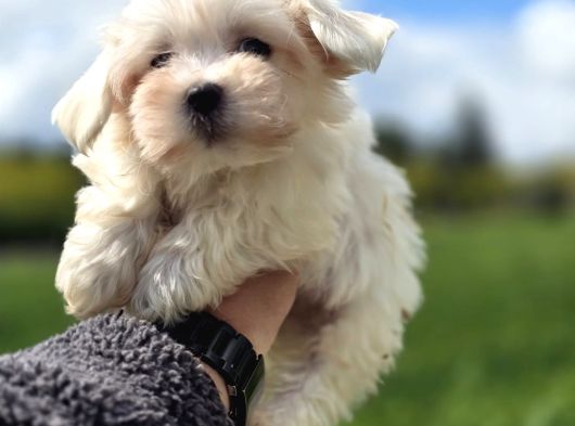 Mini Boy Maltese Terrier görsel