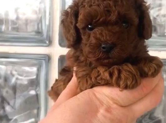 Tea Cup Kore Kan Toy Poodle Yavrularımız