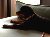 Federasyon Kayıtlı Şampiyon Kan Rottweiler Yavrumuz Nora