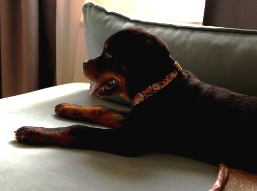 Federasyon Kayıtlı Şampiyon Kan Rottweiler Yavrumuz Nora görsel
