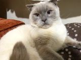 ÜCRETSİZ Erkek british shorthair