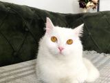 Ücretsiz Sahiplendirme Kizimiza Tatli Bi̇r Yuva Ariyoruz