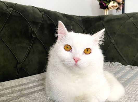Ücretsiz Sahiplendirme Kizimiza Tatli Bi̇r Yuva Ariyoruz görsel