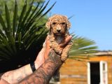 Büyük Irk Sevenlere Özel Dev Poodle Bebekler