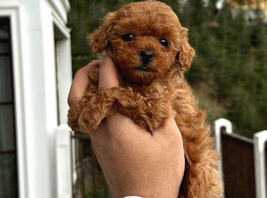 Safkan Poodle Yavruları görsel