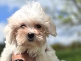 Kar Beyazı Maltese Terrier Bebeklerimiz