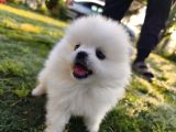 Pomeranian Boo Yavrularımız Yeni Yuvalarını Arıyor