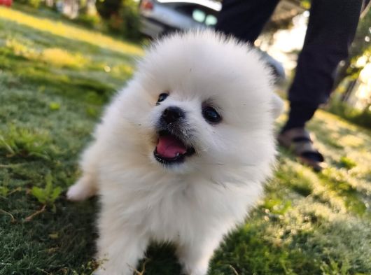 Pomeranian Boo Yavrularımız Yeni Yuvalarını Arıyor görsel