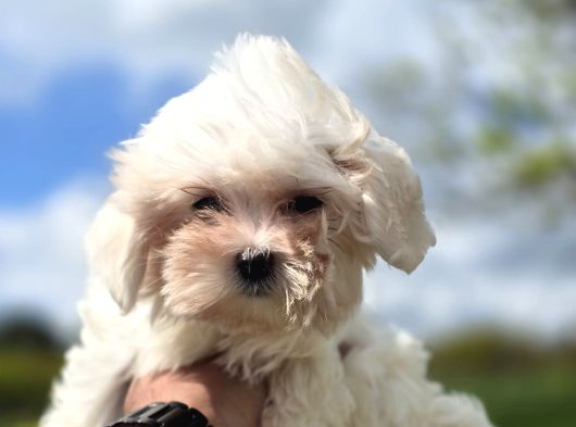 Kar Beyazı Maltese Terrier Bebeklerimiz