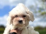 Mini Boy Maltese Terrier