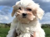 Kar Beyazı Maltese Terrier Bebeklerimiz