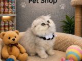 Mükemmel güzellikte scottish longhair silver yavrumuz