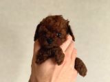 Kore Poodle Babby