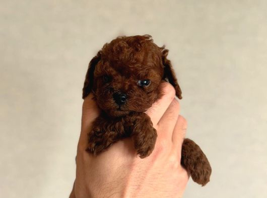 Kore Poodle Babby görsel