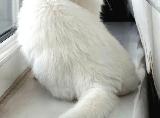 Ücretsiz Sahiplendirme Kizimiza Tatli Bi̇r Yuva Ariyoruz görsel