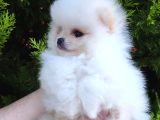 Pomeranian Boo Yavrularımız Yeni Yuvalarını Arıyor