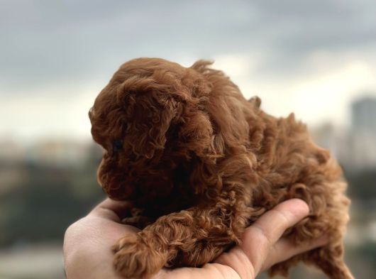 Safkan Toy Poodle Yavrularımız görsel