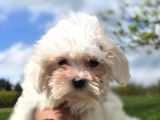 Kar Beyazı Maltese Terrier Bebeklerimiz