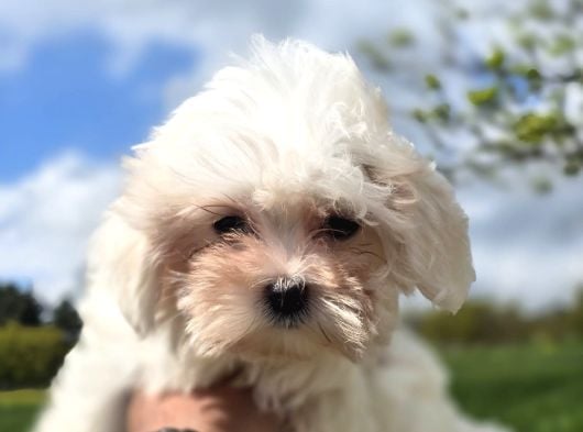 Kar Beyazı Maltese Terrier Bebeklerimiz görsel