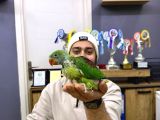 45-50 Günlük Bebek El Besleme İskender Papağani Yavrular
